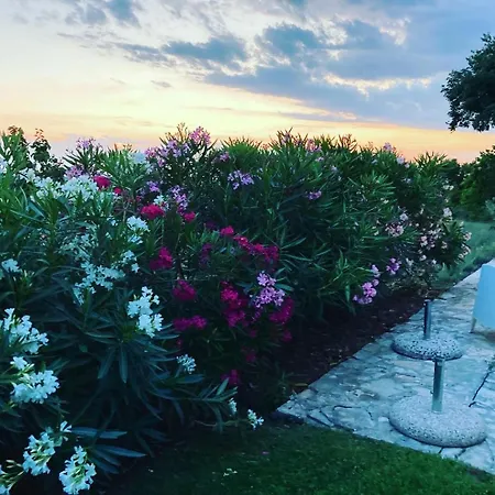Oliva Istria Vižinada