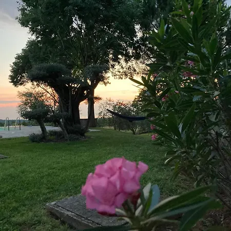 Oliva Istria *